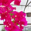 Bougainvillea Plant Diamond Painting