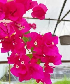 Bougainvillea Plant Diamond Painting