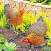 Braekel Chicken Diamond Painting