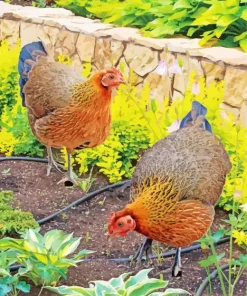 Braekel Chicken Diamond Painting