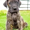Brindle Dane Puppy Diamond Painting