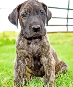Brindle Dane Puppy Diamond Painting