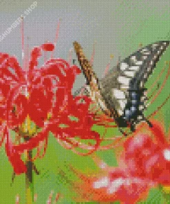Butterfly On Red Spider Lily Diamond Painting