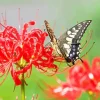 Butterfly On Red Spider Lily Diamond Painting