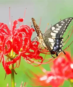Butterfly On Red Spider Lily Diamond Painting