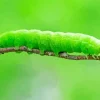 Caterpillar Insect Diamond Painting