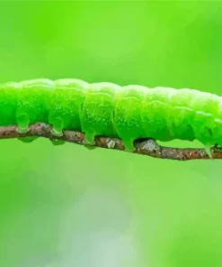 Caterpillar Insect Diamond Painting
