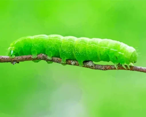 Caterpillar Insect Diamond Painting