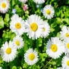 Common Daisy Flowers Diamond Painting