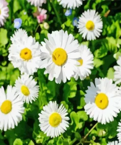 Common Daisy Flowers Diamond Painting