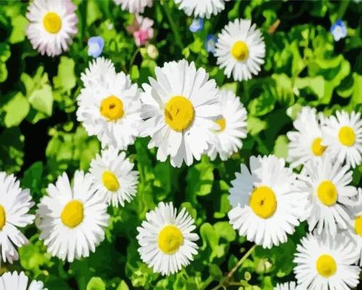 Common Daisy Flowers Diamond Painting