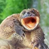 Common Snapping Turtle Diamond Painting