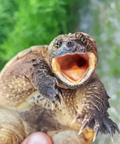 Common Snapping Turtle Diamond Painting
