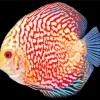 Discus Fish Art Diamond Painting