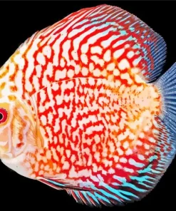 Discus Fish Art Diamond Painting
