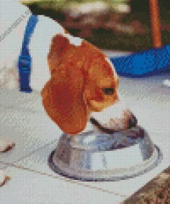 Dog Drinking Water Diamond Painting