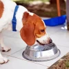 Dog Drinking Water Diamond Painting