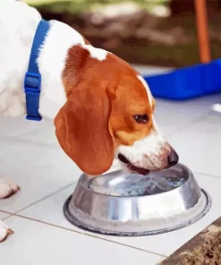 Dog Drinking Water Diamond Painting