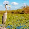 Everglades National Park Diamond Painting