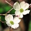 Flowering Dogwood Diamond Painting