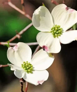 Flowering Dogwood Diamond Painting