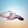 Flying Pigeon Diamond Painting