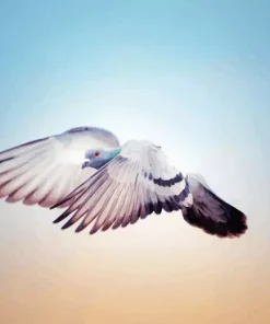 Flying Pigeon Diamond Painting