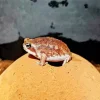 Frog On A Rock Diamond Painting