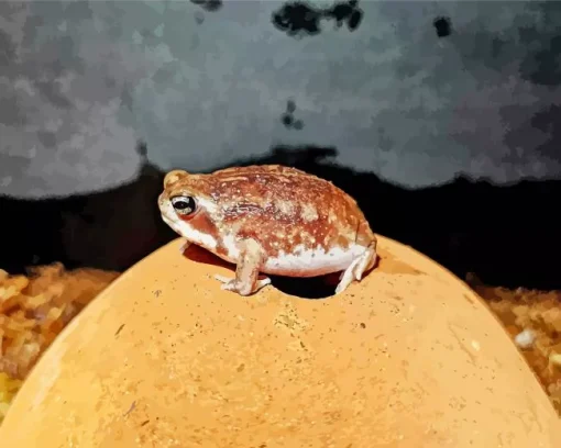 Frog On A Rock Diamond Painting
