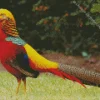 Golden Pheasant Diamond Painting