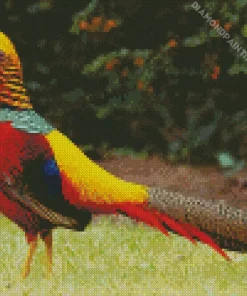 Golden Pheasant Diamond Painting