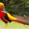 Golden Pheasant Diamond Painting