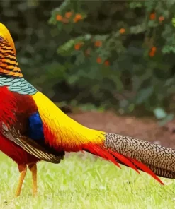 Golden Pheasant Diamond Painting