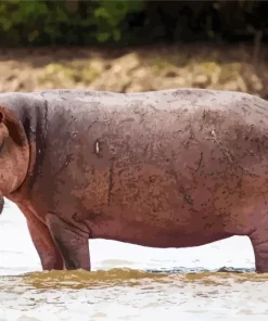 Gray Hippopotamus Diamond Painting