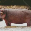 Gray Hippopotamus Diamond Painting