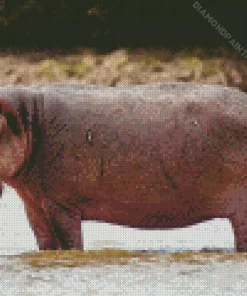 Gray Hippopotamus Diamond Painting
