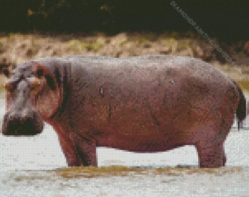 Gray Hippopotamus Diamond Painting