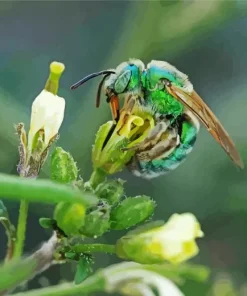Green Bee Insect Diamond Painting