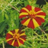 Harlequin Marigold Diamond Painting