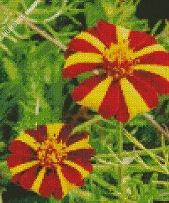 Harlequin Marigold Diamond Painting
