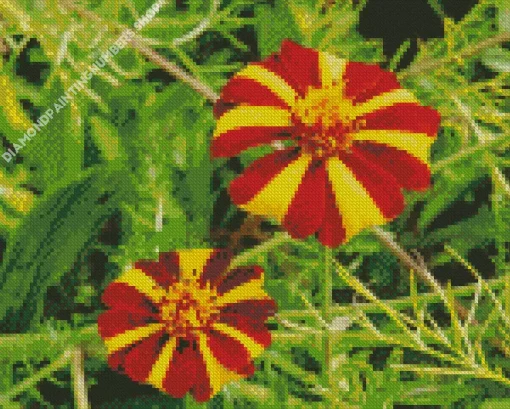 Harlequin Marigold Diamond Painting