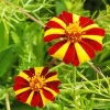 Harlequin Marigold Diamond Painting