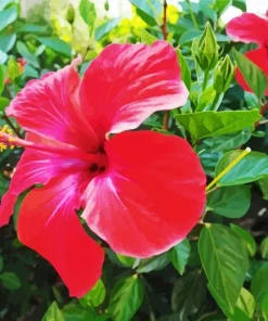 Hawaiian Flower Diamond Painting