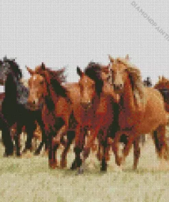 Herd Of Brown Horses Diamond Painting