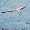 Heron Bird Flying Diamond Painting