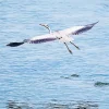 Heron Bird Flying Diamond Painting