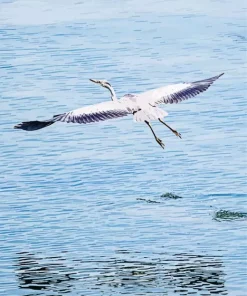 Heron Bird Flying Diamond Painting