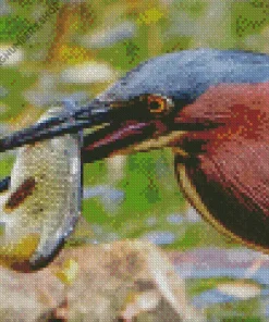 Heron Eating Fish Diamond Painting
