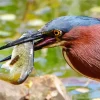 Heron Eating Fish Diamond Painting