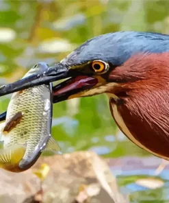 Heron Eating Fish Diamond Painting